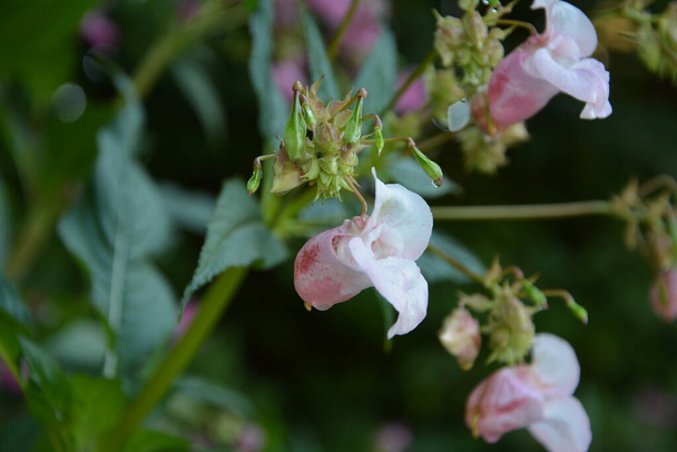 Himalajski Balsam Impatiens glandulifera.Soft różowy kwitnące i kwitnące Himalajski roślin Balsam z rosy i pająka jedwabiu na wczesnym rankiem w sezonie jesiennym. - Zdjęcie, obraz