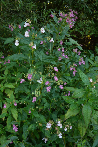Himalajski Balsam Impatiens glandulifera.Soft różowy kwitnące i kwitnące Himalajski roślin Balsam z rosy i pająka jedwabiu na wczesnym rankiem w sezonie jesiennym. - Zdjęcie, obraz
