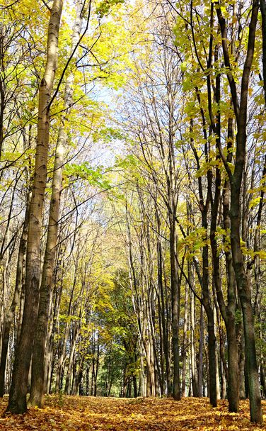 Path in sunny autumn forest - Fotó, kép