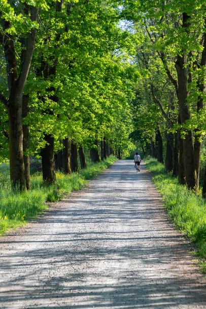 rustige fietstocht onder de met bomen omzoomde laan in het park - Foto, afbeelding