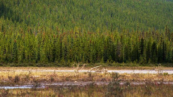 Природный пейзаж в Банфском национальном парке, Канада - Фото, изображение