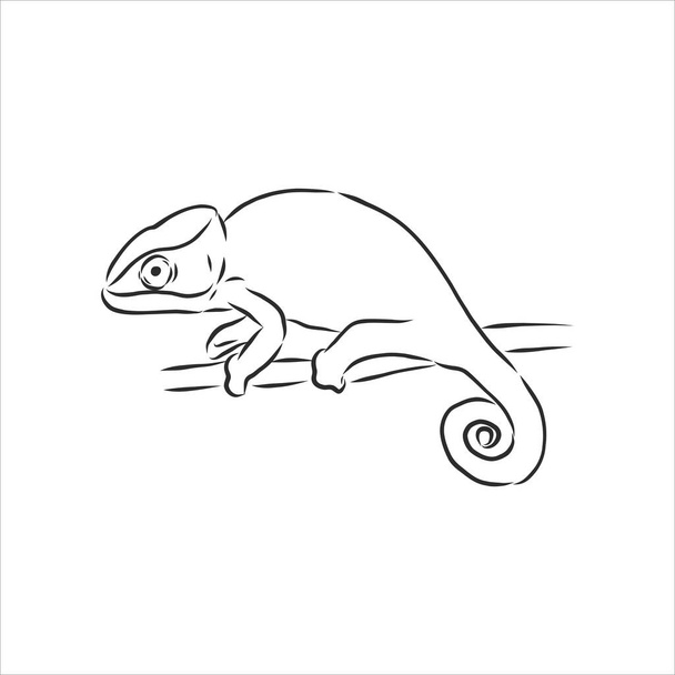 Skizze eines Chamäleons. Handgezeichnete Vektorillustration. - Vektor, Bild