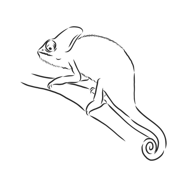 Schizzo di camaleonte. Illustrazione vettoriale disegnata a mano. camaleonte animale, disegno schizzo vettoriale - Vettoriali, immagini