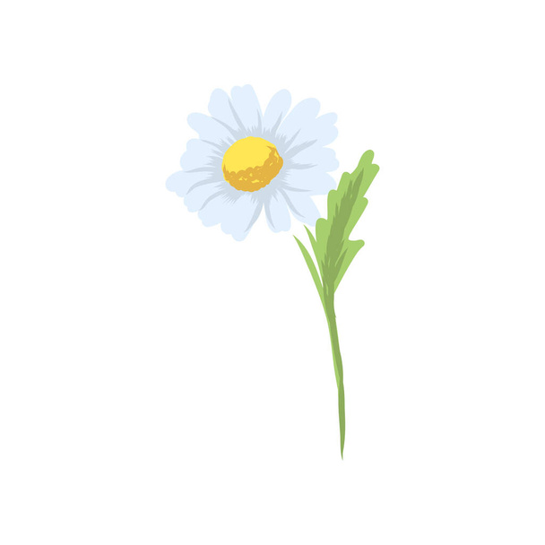 Kamilla gyógyító virág vektor orvosi illusztráció elszigetelt fehér alapon lapos design, infografikai elemek, kamilla gyógynövény ikon. kamillanövény, vektor illusztráció - Vektor, kép