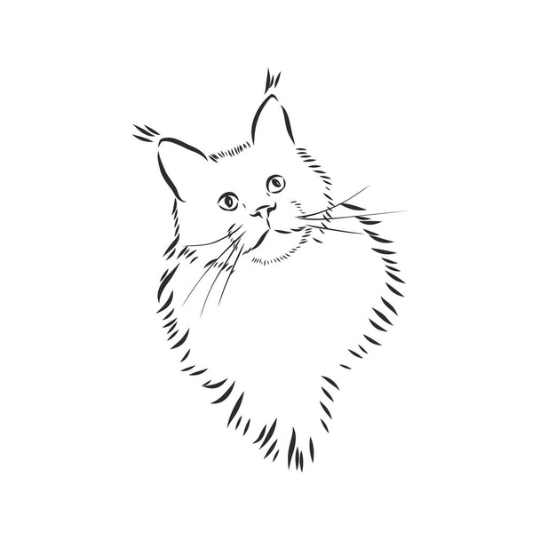 Maine coon cat portrait. Hand drawn vector illustration. Can be used separately from your design. - Vector, Image