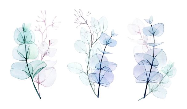 aquarel tekening, set van transparante boeketten van bladeren en takken van eucalyptus geïsoleerd op witte achtergrond. zachte tekening in pastelkleuren, ontwerp voor een bruiloft, decoratie van een wenskaart - Foto, afbeelding