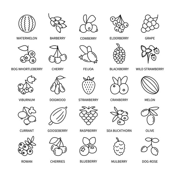 Berries vector linear icons set. Business, analysis, design elements berries, fresh healthy products, vegetables, fruits, food vegan. Isolated collection of Berries for websites and telephones. - Vector, Image