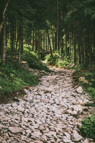 view of stone trail in deep forest background - Zdjęcie, obraz