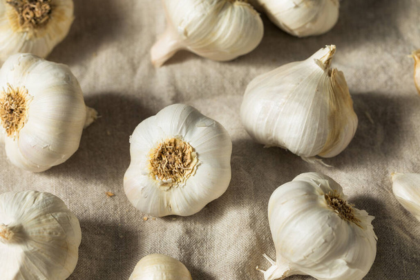 Raw White Organic Garlic Bulbs Ready to Cook With - Fotoğraf, Görsel