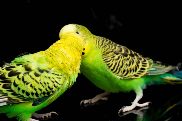 Пара поширених птахів з папугами (Melopsittacus undulatus) приятель ізольовані на чорному тлі
 - Фото, зображення