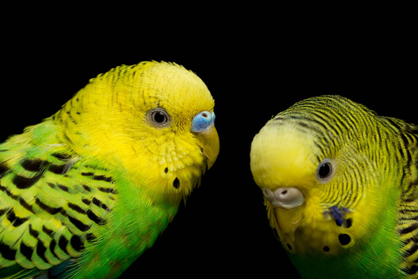 Dvojice obyčejných papoušků budgerigar bird (Melopsittacus undulatus) pupgie izolované na černém pozadí - Fotografie, Obrázek