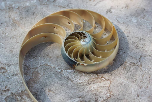 Nautilus schelp met kopieerruimte beton steen achtergrond doorsnede symmetrie Fibonacci spiraal sequentie  - Foto, afbeelding