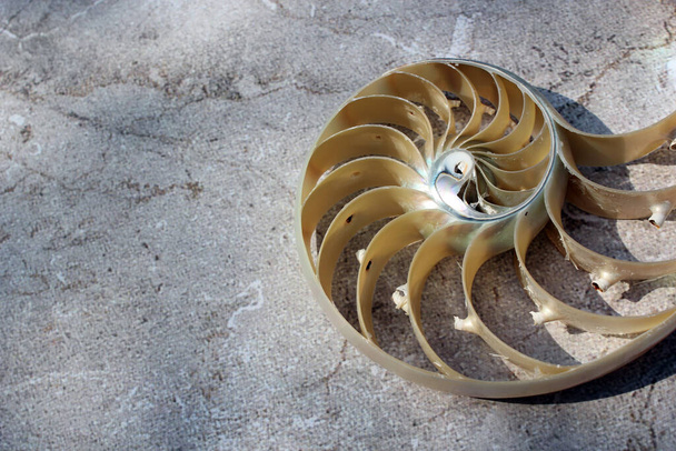 shell nautilus pearl Fibonacci sequence symmetry cross section spiral shell structure golden ratio background nature pattern mollusk shell (nautilus pompilius) copy space half split stock photo  - 写真・画像