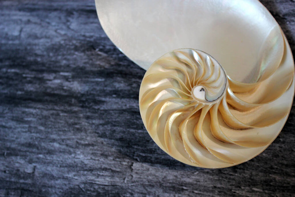 Nautilus shell with copy space concrete stone background cross section symmetry Fibonacci spiral sequence  - Photo, Image