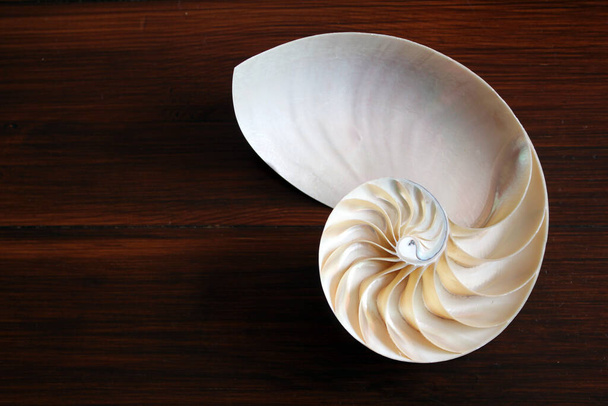 Nautilus shell with copy space wooden background cross section symmetry Número de secuencia espiral de Fibonacci - Foto, imagen