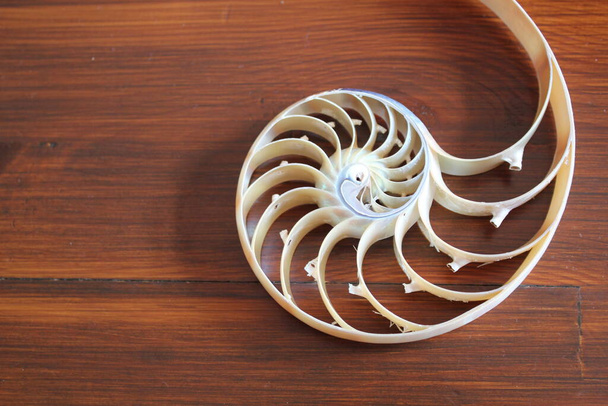 Nautilus shell with copy space wooden background cross section symmetry Fibonacci spiral sequence number - Photo, Image