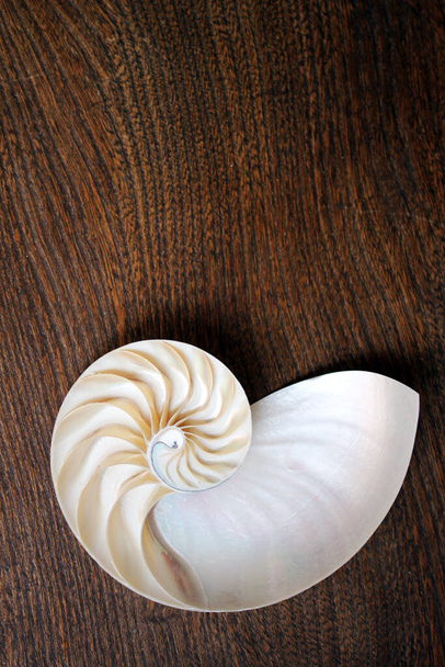 Nautilus Shell mit Kopierraum Holz Hintergrund Querschnitt Symmetrie Fibonacci Spirale Sequenznummer - Foto, Bild
