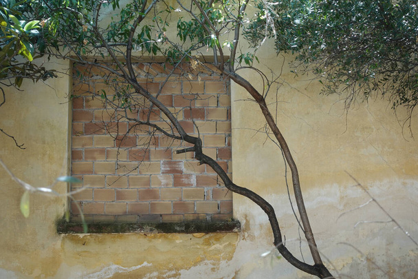Finestra sbattuta oscurata da rami d'albero. Casa abbandonata esterno. - Foto, immagini
