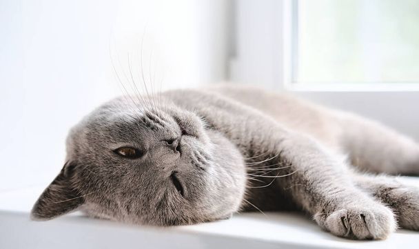 Britse stenografisch kat liggend op een venster en ontspannen in een zonneschijn. speelse schattige kat kijkend naar een kijker. grijze kalme kat die binnen rust. huisdier liefde en zorg concept. close-up zicht. - Foto, afbeelding