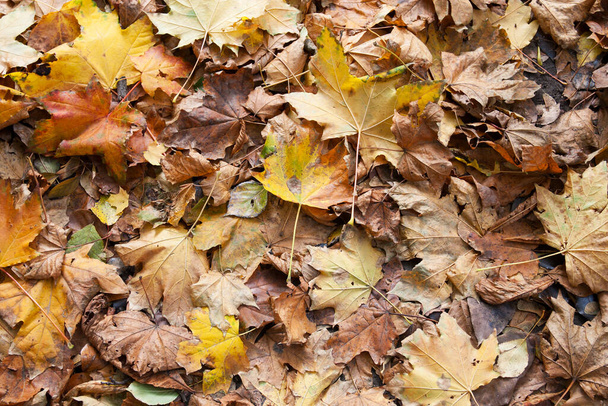 Herfst achtergrond van esdoorn bladeren - Foto, afbeelding