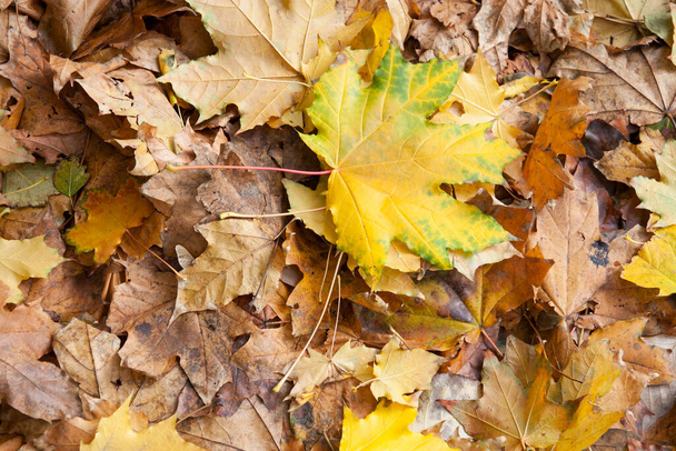 Akçaağaç yapraklarından sonbahar arkaplanı - Fotoğraf, Görsel