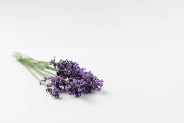 Lavendel Blumen auf weißem Hintergrund - Foto, Bild