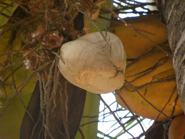 Bruine kleur Kokosnoot groeit op boom - Foto, afbeelding