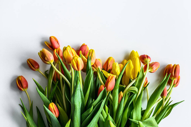 Primavera - cartel con espacio libre de texto. Tulipanes amarillos, naranjas y rojos. Fondo blanco. Vista superior. - Foto, imagen