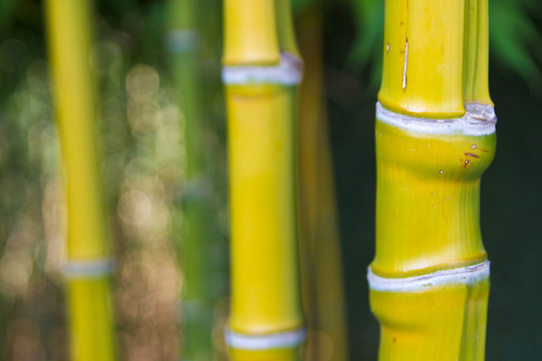 Bamboo - Photo, Image