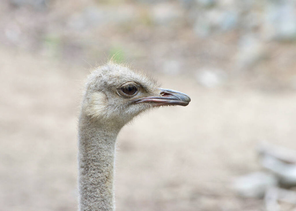 Portret van een mannelijke struisvogel die naar rechts kijkt. De struisvogel is een grote vliegloze vogel afkomstig uit Afrika.  - Foto, afbeelding