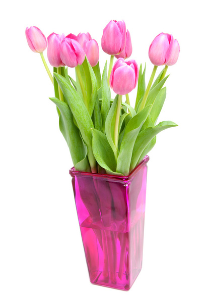 Dutch pink tulips - Photo, Image