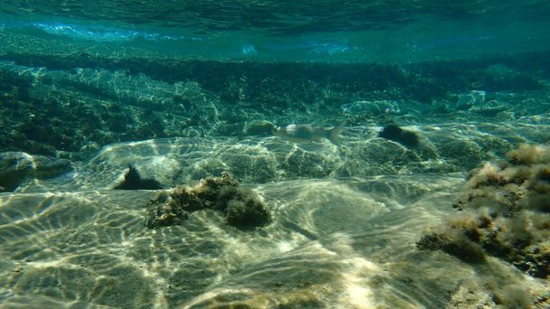 Flathead grey mullet, flathead mullet, gestreepte mullet (Mugil cephalus) onderzee, Egeïsche Zee, Griekenland, Halkidiki - Foto, afbeelding