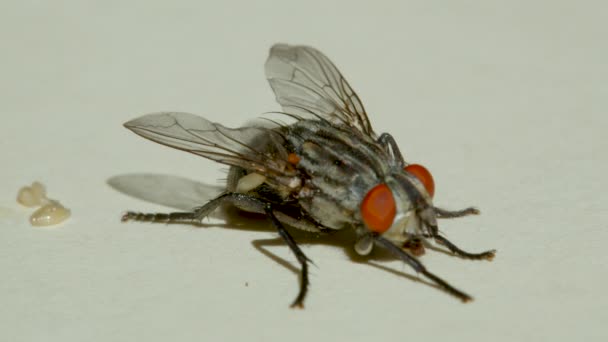 Macro shooting. Fly on a white background close-up. - Footage, Video