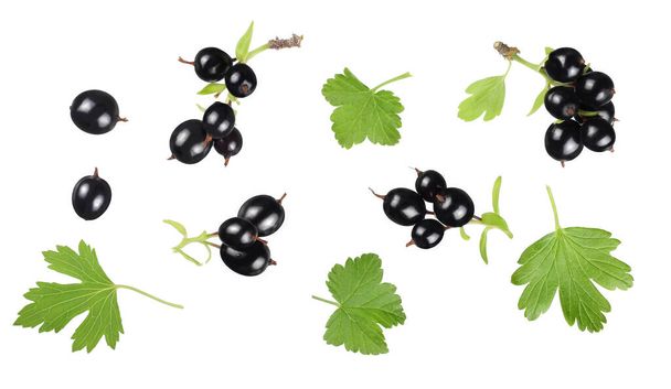 jagody czarnej porzeczki izolowane na białym tle - Zdjęcie, obraz