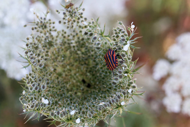 Graphosoma italicum - a colorful striped bug sits on a plant. - Photo, Image