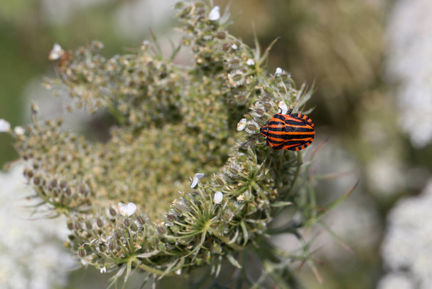 Graphosoma italicum - a colorful striped bug sits on a plant. - Photo, Image