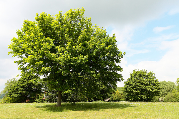 Green tree in the park - Φωτογραφία, εικόνα