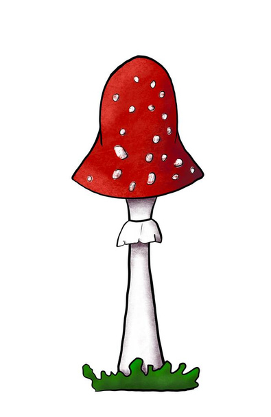 Illustration of redcap fly agaric on green grass. Hand-drawn poisonous mushroom with dots on red cap and ring isolated on white. Cartoon bright vivid amanita muscaria grows in woods and forests. - Photo, Image