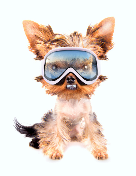 Cão com máscara de esqui
 - Foto, Imagem