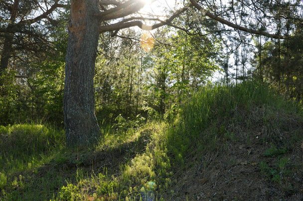 sun rays between trees in the forest - Fotoğraf, Görsel