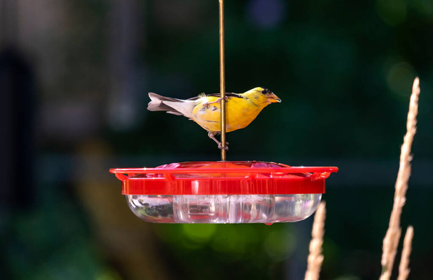 Goldfinch juomavesi punainen kolibri syöttö takapihalla - Valokuva, kuva