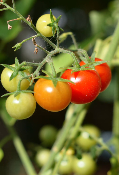 Fresh and organic cherry tomatoes - 写真・画像