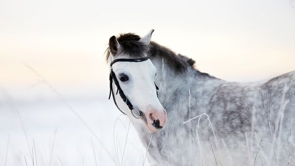 Портрет серой лошади
 - Фото, изображение