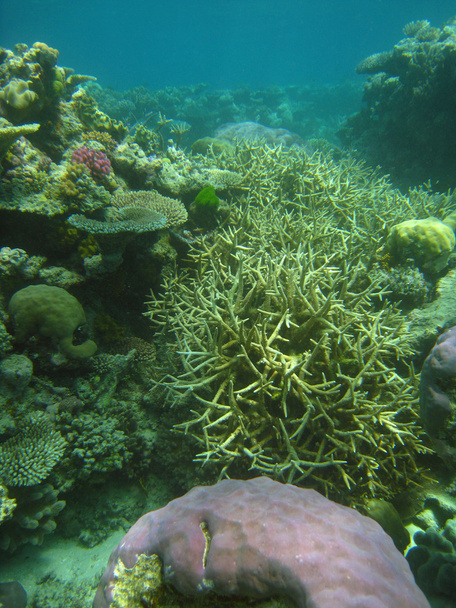 Escena submarina de la Gran Barrera de Coral - Foto, Imagen