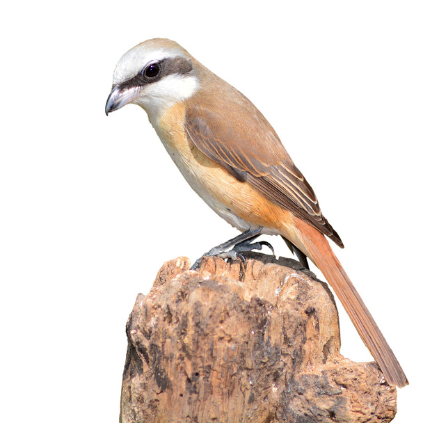 καφέ shrike πουλί - Φωτογραφία, εικόνα