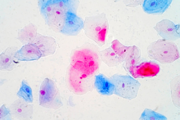 Plattenepithelzellen unter dem Mikroskop zur Ausbildung der Histologie. Histologisch für die menschliche Physiologie. - Foto, Bild