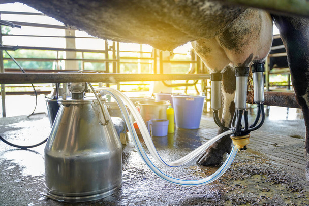 Trabajador utiliza instalación de ordeño de vaca y equipo de ordeño mecanizado para producir leche cruda a la planta láctea - Foto, Imagen