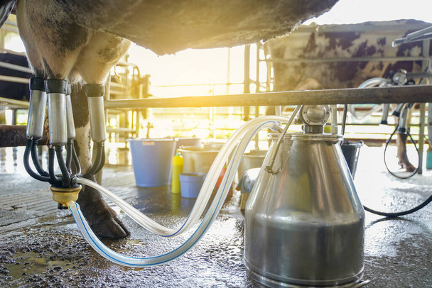 A dolgozók tehénfejő létesítményt és gépesített fejőberendezést használnak nyers tej tejüzemekbe történő előállításához. - Fotó, kép