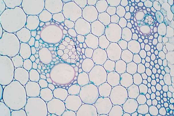 Secciones transversales del tallo vegetal bajo el microscopio para la fisiología de las plantas educativas. - Foto, Imagen