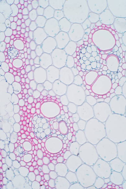 Tecido vascular vegetal sob visão microscópica para educação
. - Foto, Imagem